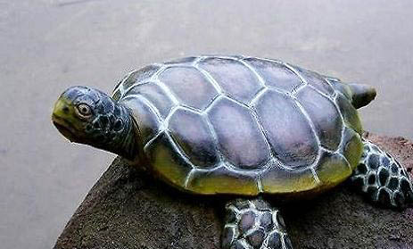 乌龟干养多久需要泡水