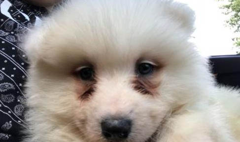 狗狗能吃鸡蛋白吗?