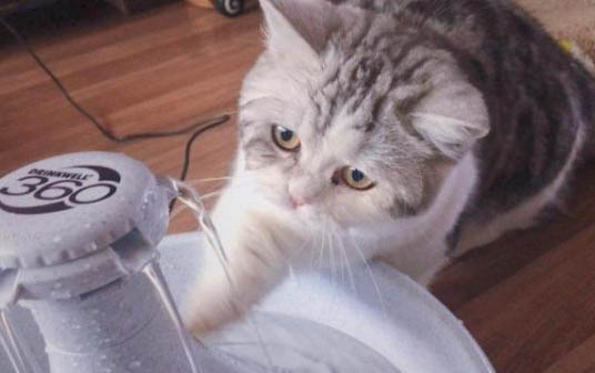 小猫咪洗完澡后没精神一直睡觉该怎么办