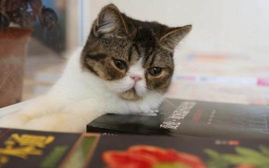 一个月大的小猫可以吃什么