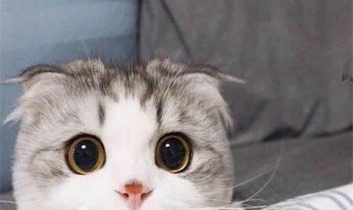 为什么春天猫咪打架那么厉害