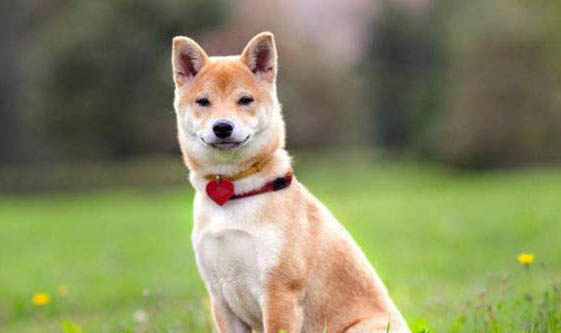 柴犬幼犬怎么挑选
