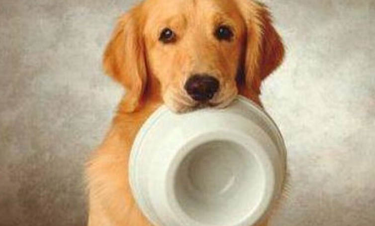 金毛70斤成犬一天吃多少狗粮呢