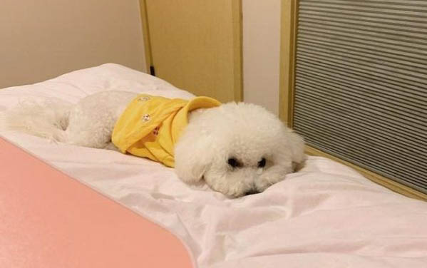 狗狗不愿意吃狗粮怎么办