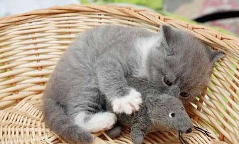 重点色短毛猫尿闭是什么原因