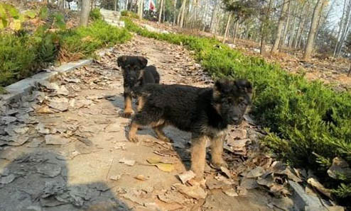 狗狗打针打哪个部位