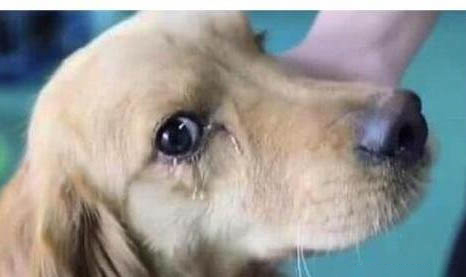 狗狗冠状病毒会自愈吗
