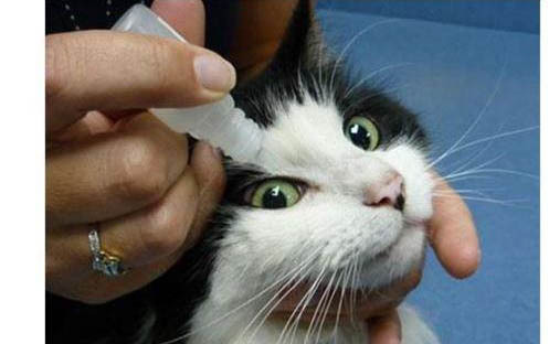 小猫体内驱虫注意事项