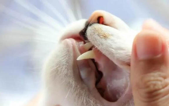 猫咪耳螨能洗澡么