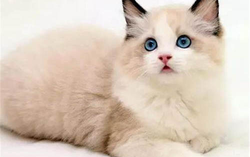 小猫感冒什么药