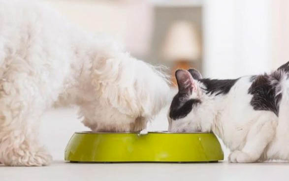 得了犬瘟热的狗狗能吃什么