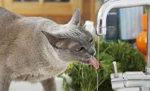 猫咪耳朵很脏为什么不洗呢