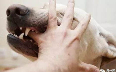 狗狗爪子缝隙红肿溃烂是什么原因