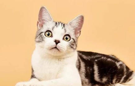 猫咪猫藓什么原因造成的