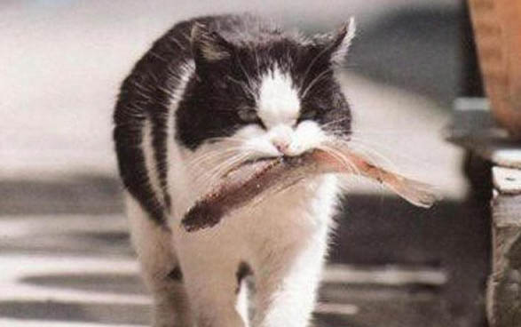 小猫多大可以吃营养膏