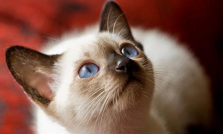 猫咪为什么突然不让摸肚子?如何处理及注意事项?