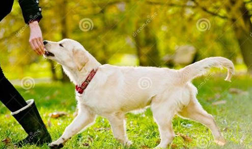 幼犬吃自己的屎正常吗