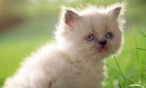 宠物猫：鲜朗猫粮幼猫可以吃吗