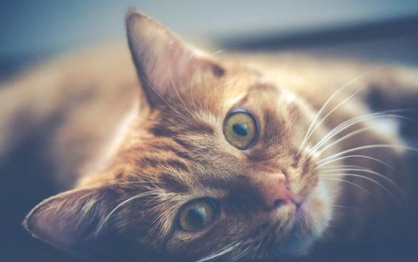 猫咪发出呼噜声是什么意思啊?