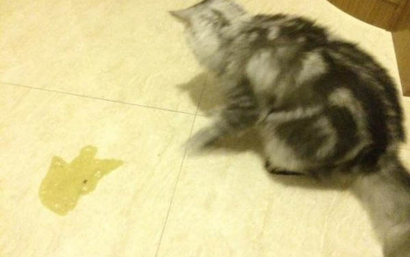 猫咪拉软便但能吃能喝的原因