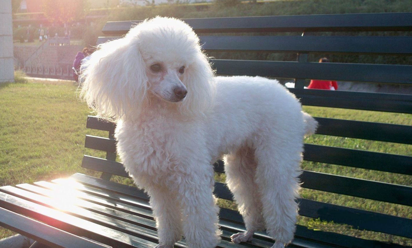 一只便宜好养的小型犬