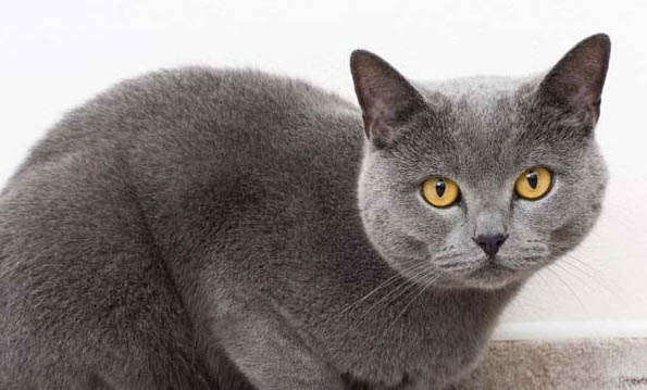 猫拉软便拉屎特别臭咋回事