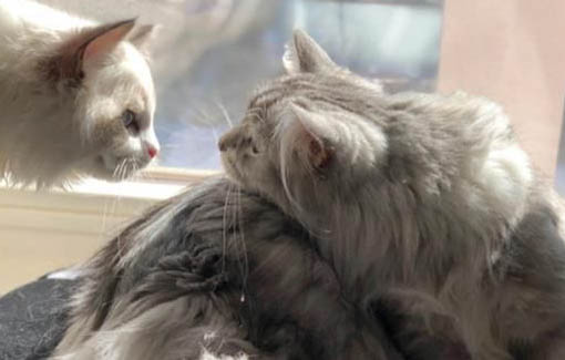 缅因猫几岁可以生小猫