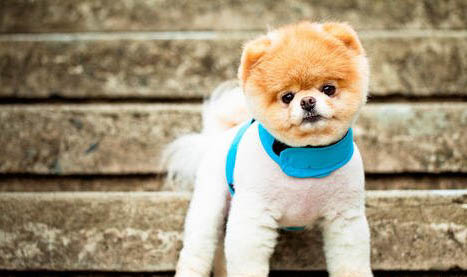博美犬呕吐白沫是什么原因
