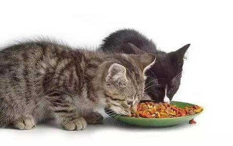猫厌食可能是什么原因