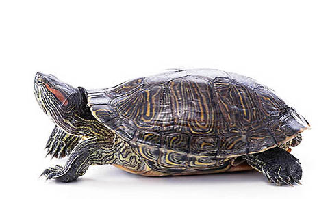 巴西龟背甲发白的原因