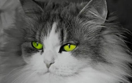 猫咪应激反应症状有哪些