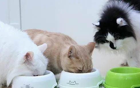 小猫鼻子干燥是正常的嘛怎么办