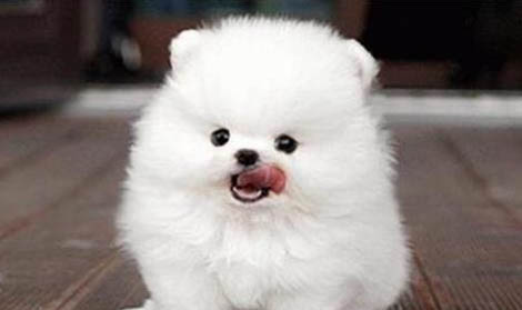博美犬适合多大的狗笼