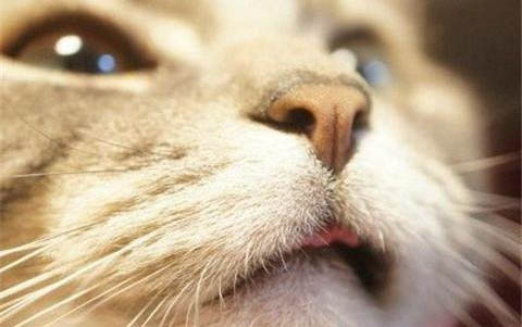 猫咪口臭怎么才能去除?