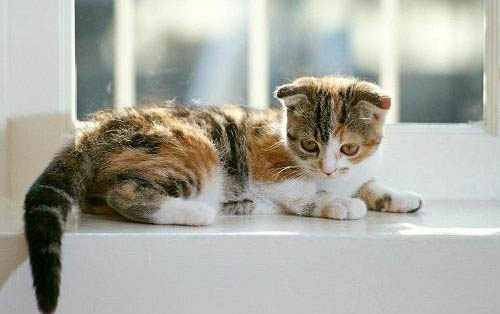 请问猫咪呕吐的原因及处理方法?