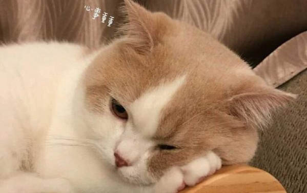 猫咪突然很兴奋到处跑的原因