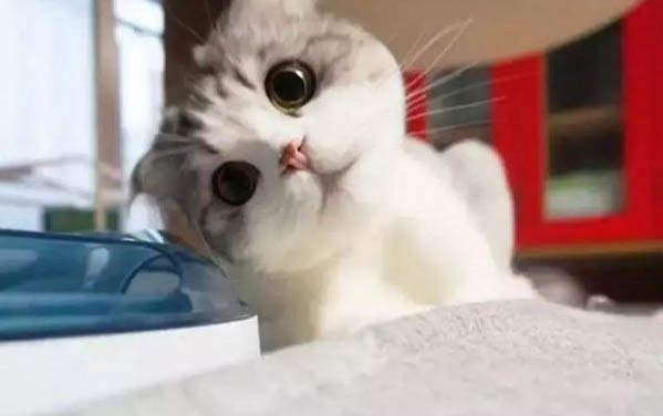猫真菌传染人初期症状去除方法