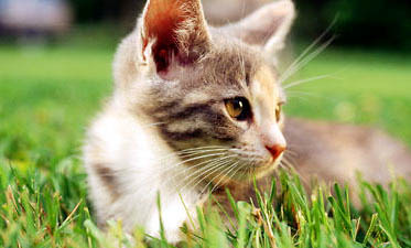 猫咪吐了白沫子怎么办