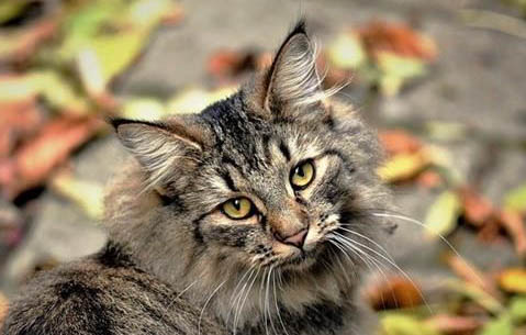 猫咪排便特别臭的原因及处理方法