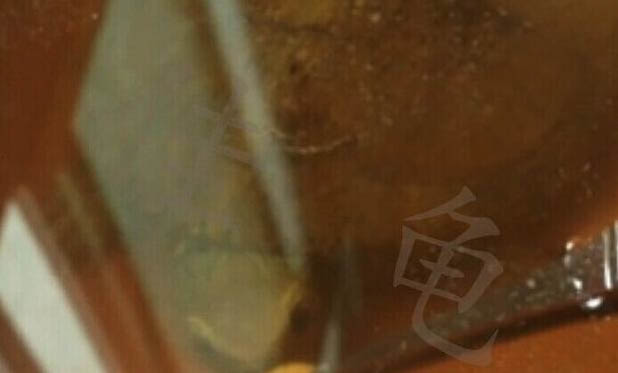 眼斑龟肠胃炎该如何预防