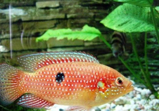 红宝石鱼能繁殖吗