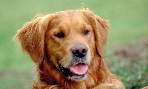 金毛犬怎么训练大小便