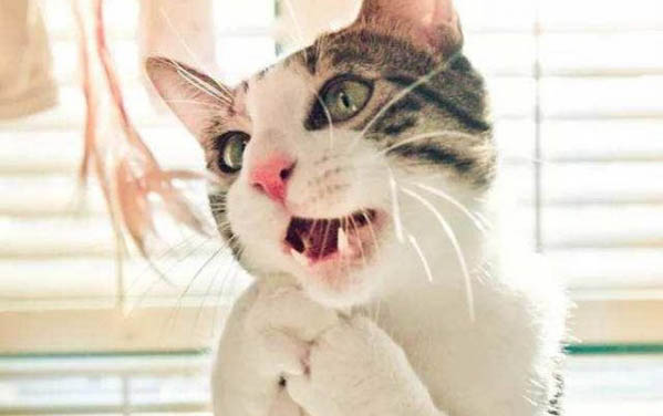 猫咪一胎能生几只