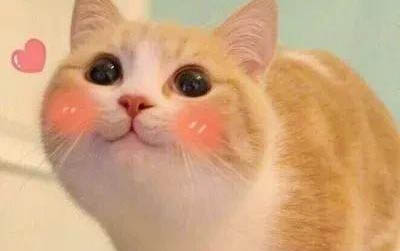 猫的毛囊炎病因有哪些