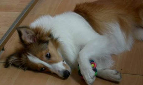 喜乐蒂牧羊犬手术伤口多久恢复