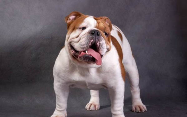 英国斗牛犬细小症:原因、处理及注意事项