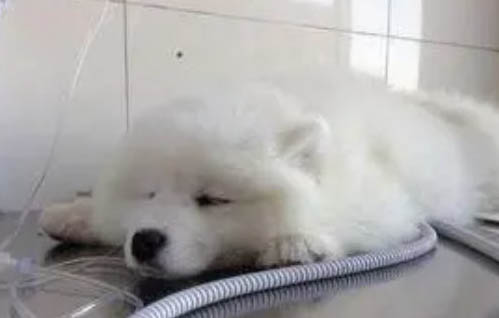 狗狗耳血肿一般自愈需要多久