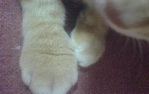 猫癣期间可以做驱虫么