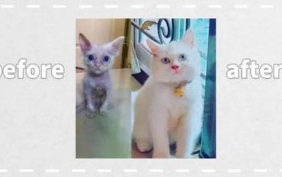 20天的小猫能养活吗