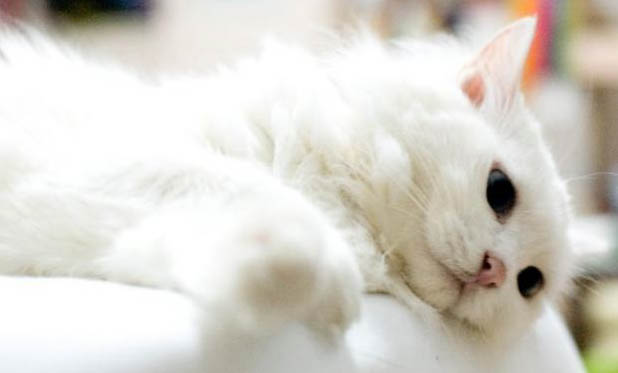 猫咪真死和假死的区别